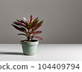 House plant in pot, isolated in white bright background, decorative indoor plant, AI generated image 104409794