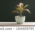 House plant in pot, isolated in white bright background, decorative indoor plant, AI generated image 104409795