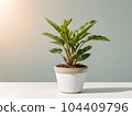 House plant in pot, isolated in white bright background, decorative indoor plant, AI generated image 104409796