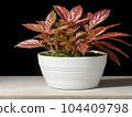 House plant in pot, isolated in white bright background, decorative indoor plant, AI generated image 104409798
