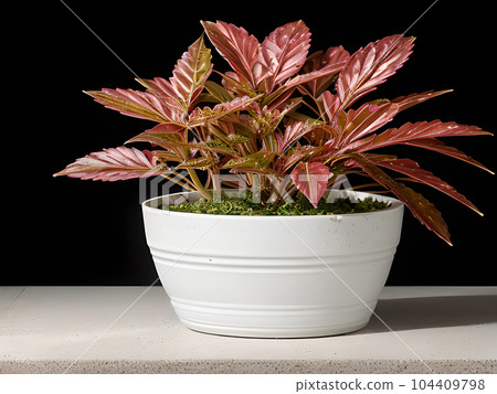 House plant in pot, isolated in white bright background, decorative indoor plant, AI generated image 104409798