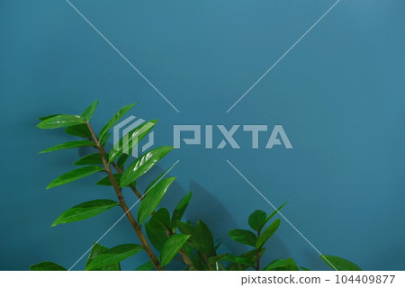 Branches and leaves of zamiokulkas on a blue 104409877