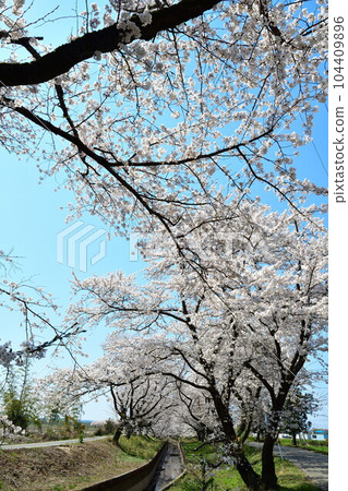閃耀櫻花(新潟縣) 閃耀櫻花(新潟縣) 104409896