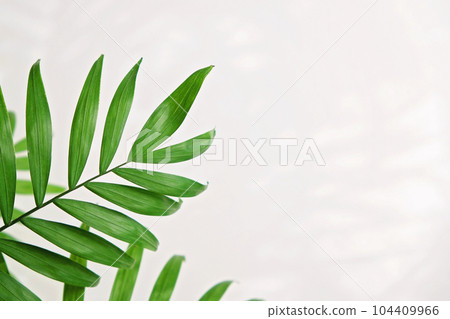 green palm leaf branches on white background. flat green palm leaf branches on white background. flat 104409966