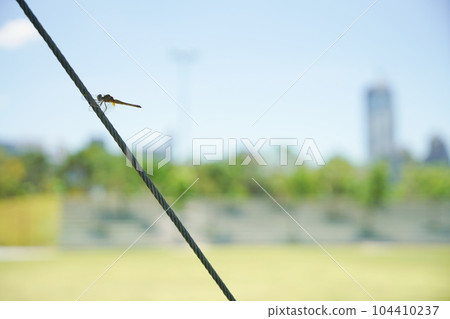 park, parks, dragonfly 104410237