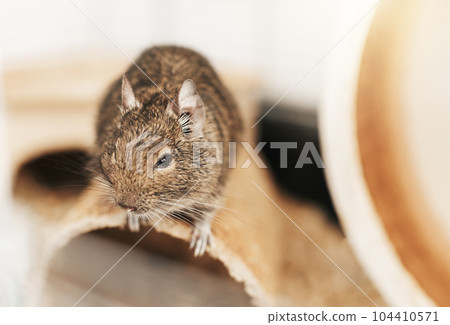 Little cute gray aquirrel Degu Little cute gray aquirrel Degu 104410571