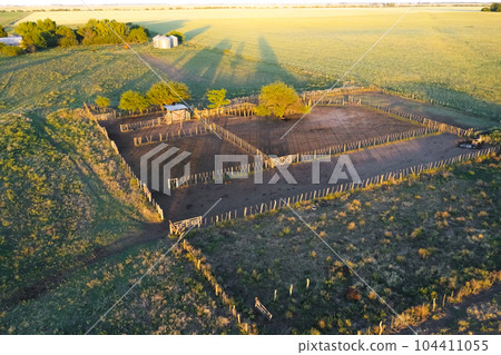 Cattle grazing in pampas countryside, La Pampa, Argentina. 104411055