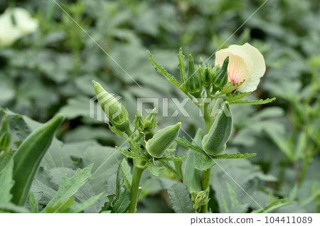 秋葵 水果 花 葉 秋葵 水果 花 葉 104411089
