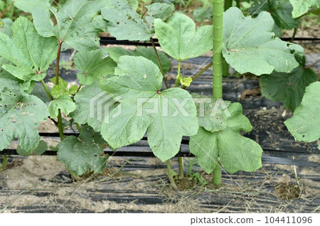 okra fruit flower leaf 104411096