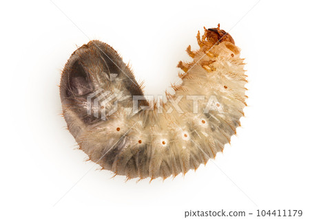 Larva of a may beetle isolated on a white background. Larva of cockchafer Larva of a may beetle isolated on a white background. Larva of cockchafer 104411179