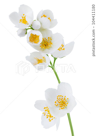 Jasmine flowers isolated on white background with full depth of field 104411180