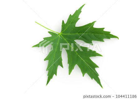 Silver maple leaf isolated on a white background. Top view. Flat lay Silver maple leaf isolated on a white background. Top view. Flat lay 104411186