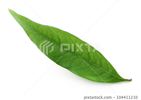 Green lychee leaf isolated on a white background 104411210