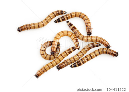 Worms larvae zophobas isolated on white background. Food for exotic animals. Top view. Flat lay 104411222