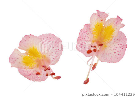 Aesculus x carnea or red horse chestnut isolated on white background. Top view. Flat lay 104411229
