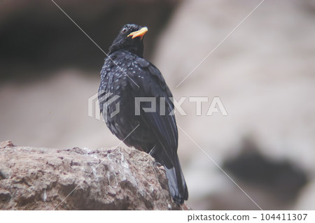 Blue Whistling Thrush, Myophonus caeruleus, close up view 104411307