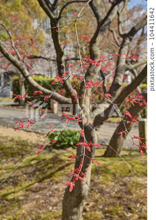 Chikuin的秋葉 104411642