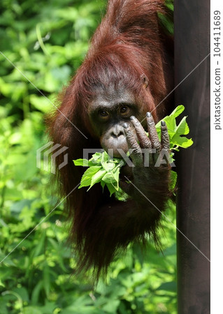 吃樹葉的雌性猩猩 104411689