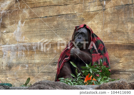 戴著毛巾的猩猩 104411690