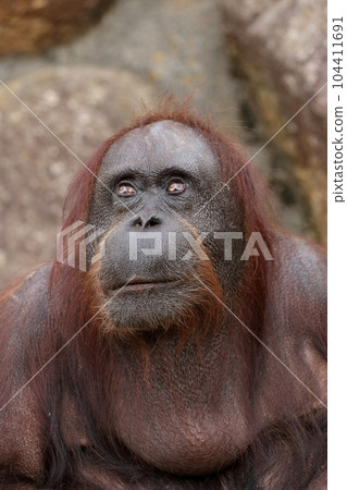 雌猩猩抬頭 104411691