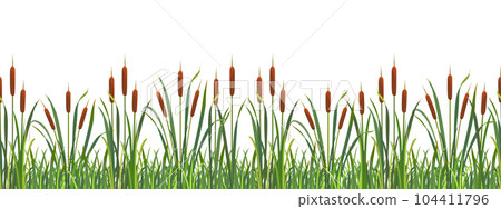 Border seamless swamp reeds. Tall wild thickets of grass. Strip of lake vegetation Border seamless swamp reeds. Tall wild thickets of grass. Strip of lake vegetation 104411796