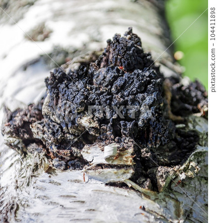 Medicinal birch mushroom chaga or Tinder mown is species of fungi of genus Inonotus of Basidiomycetes department. Medicinal birch mushroom chaga or Tinder mown is species of fungi of genus Inonotus of Basidiomycetes department. 104411898