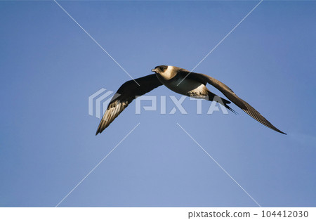 Predatory northern Arctic skua in flight against the blue sky. Predatory northern Arctic skua in flight against the blue sky. 104412030
