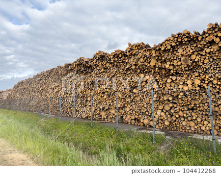A large number of pine logs stacked neatly in a warehouse in open air territory A large number of pine logs stacked neatly in a warehouse in open air territory 104412268