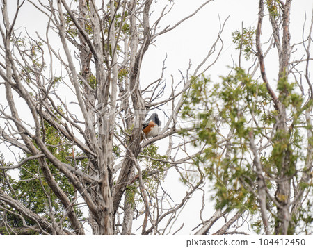 Close up shot of Spotted towhee in Capulin Volcano National Monument Close up shot of Spotted towhee in Capulin Volcano National Monument 104412450