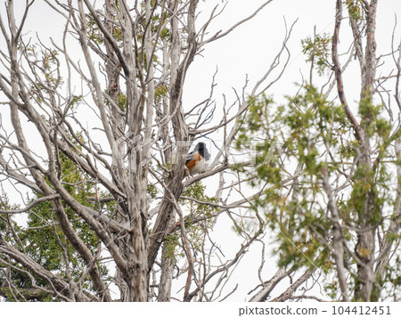Close up shot of Spotted towhee in Capulin Volcano National Monument Close up shot of Spotted towhee in Capulin Volcano National Monument 104412451