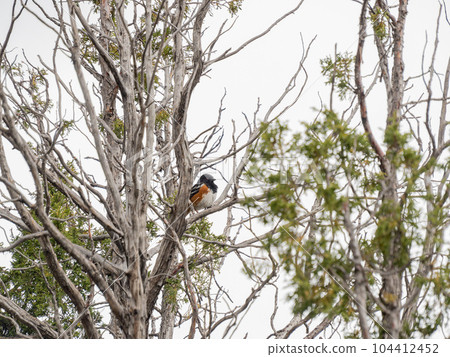 Close up shot of Spotted towhee in Capulin Volcano National Monument Close up shot of Spotted towhee in Capulin Volcano National Monument 104412452
