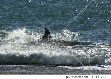 Orca patrolling the coast,Peninsula Valdes, Patagonia Argentina Orca patrolling the coast,Peninsula Valdes, Patagonia Argentina 104412628