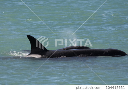 Orcas swimming on the surface, Peninsula Valdes, Patagonia Argentina 104412631