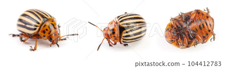 Colorado Potato Beetle isolated on white background 104412783