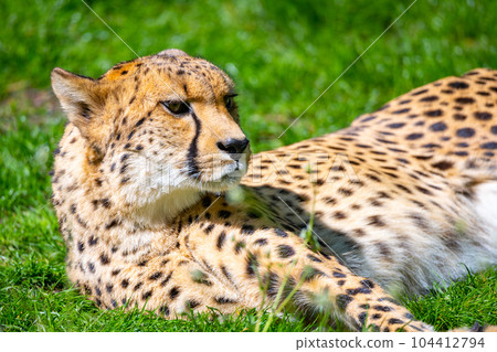 Portrait of cheetah. Close-up view of big cat and the fastest land animal. 104412794