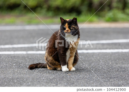 fat calico cat fat calico cat 104412900