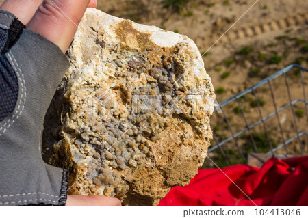 Reniform chalcedony on flint found on a quarry, rockhounding 104413046