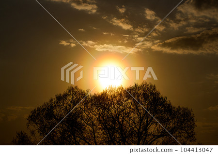 Bright sun with halos around during sunset against the background of trees 104413047