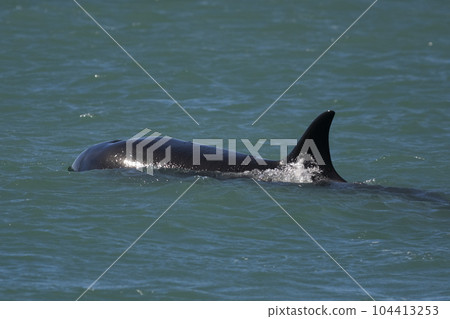 Killer whale hunting sea lions,Peninsula Valdes, Patagonia Argentina 104413253