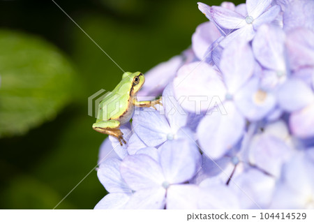 Hydrangea and frog Hydrangea and frog 104414529