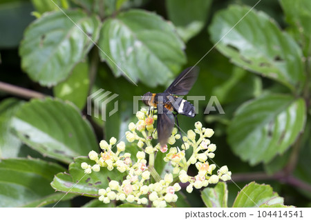 克羅伊涅茨的愛 克羅伊涅茨的愛 104414541