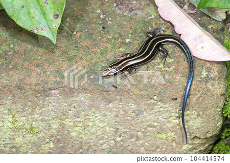 Japanese lizard 104414574