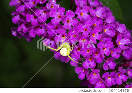 Hanagumo Hanagumo 104414576