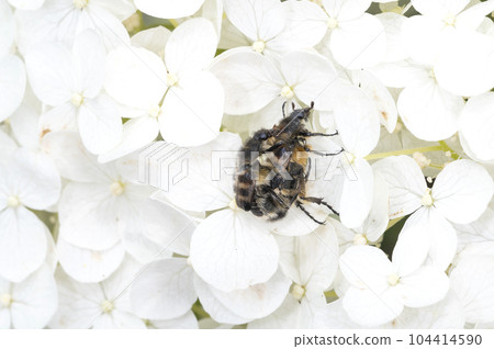 Hime Tiger Hanamuguri 104414590