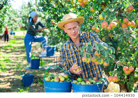 Man farmer harvesting ripe pears from tree in garden Man farmer harvesting ripe pears from tree in garden 104414930