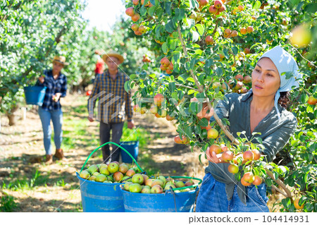 Group of people picking pears 104414931