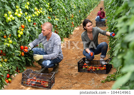 Collective picking of tomatoes Collective picking of tomatoes 104414961