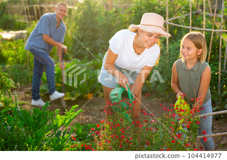 Family of three working in kitchen garden. 104414977