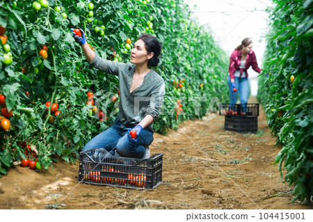 Woman and girl picking tomatoes 104415001