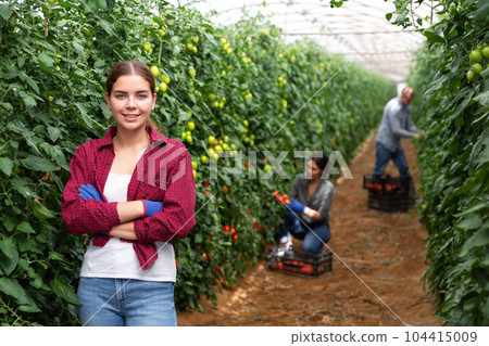 Girl, man and woman harvesting tomatoes 104415009